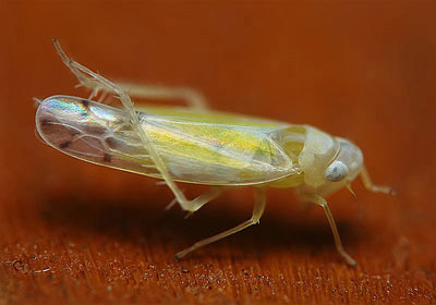 Ribautiana tenerrima