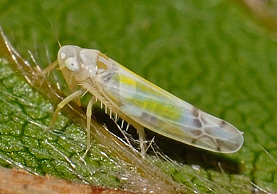 Ribautiana tenerrima