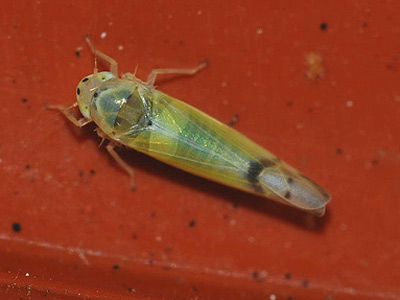 Ribautiana ulmi