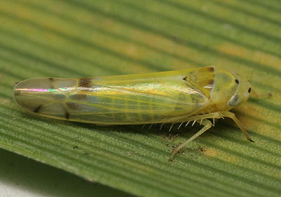 Ribautiana ulmi