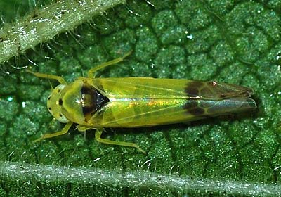 Ribautiana ulmi