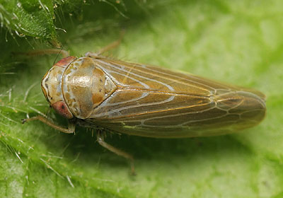 Speudotettix subfusculus