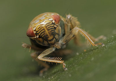 Speudotettix subfusculus