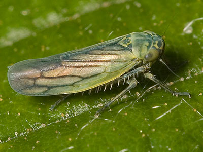 Sonronius dahlbomi