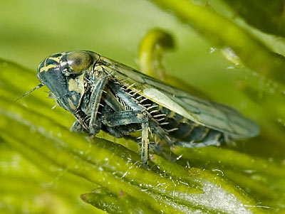 Sonronius dahlbomi