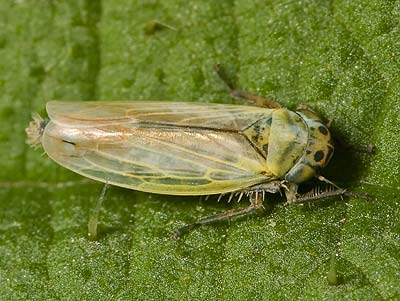 Sonronius dahlbomi