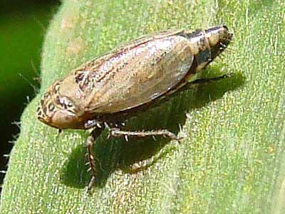 Streptanus aemulans
