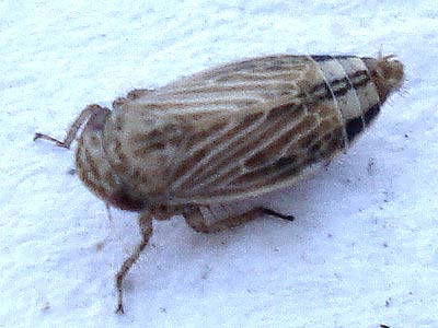 Streptanus aemulans