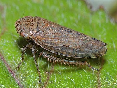 Stroggylocephalus aggrestis