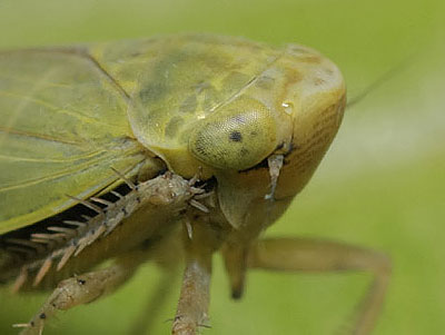 Thamnotettix confinis