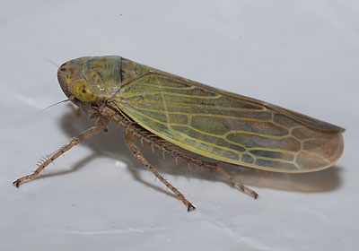 Thamnotettix confinis