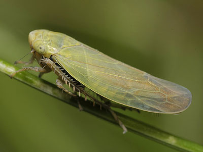 Thamnotettix confinis