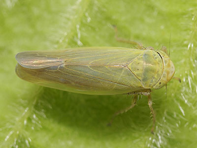 Thamnotettix confinis