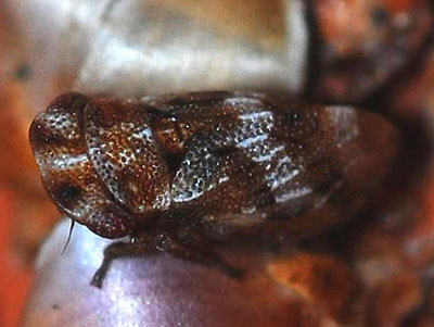 Ulopa reticulata