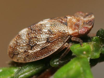 Ulopa reticulata