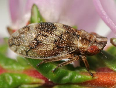 Ulopa reticulata