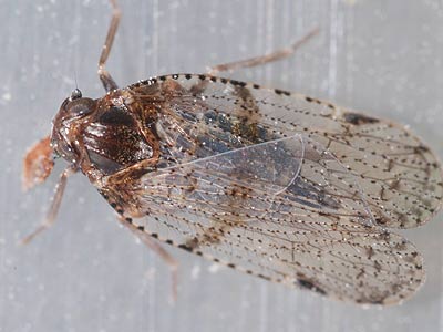 Cixius simplex