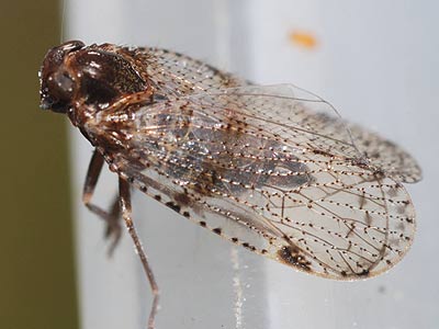 Cixius simplex