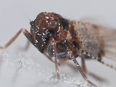 Cixius simplex