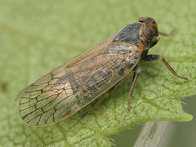 Oliarus panzeri