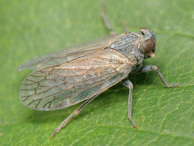 Oliarus panzeri