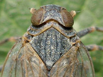 Oliarus panzeri