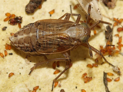 Delphax pulchellus