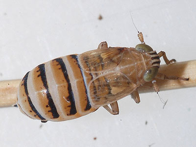 Dicranotropis divergens