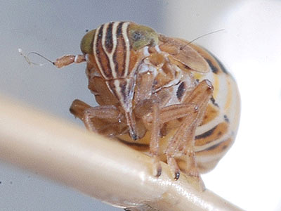 Dicranotropis divergens