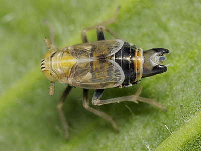 Dicranotropis hamata