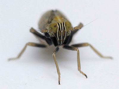 Dicranotropis hamata