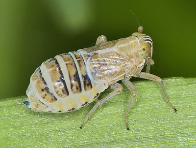 Dicranotropis hamata