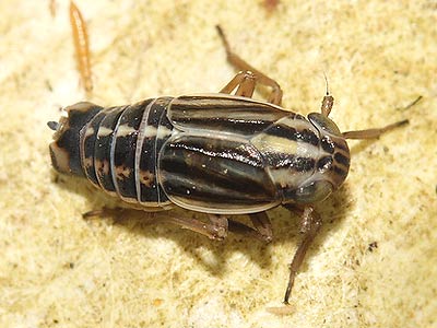 Eurybregma nigrolineata
