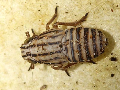 Eurybregma nigrolineata
