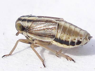 Eurybregma nigrolineata