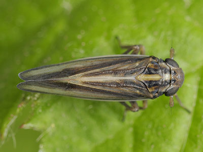 Eurybregma nigrolineata