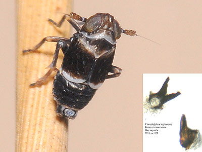 Florodelphax leptosoma