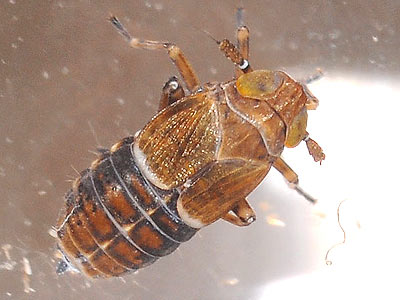 Florodelphax leptosoma