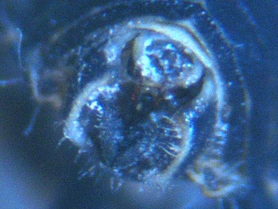 Florodelphax leptosoma