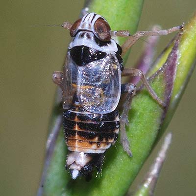 Hyledelphax elegantulus