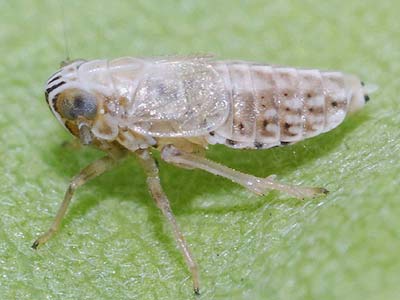 Hyledelphax elegantulus