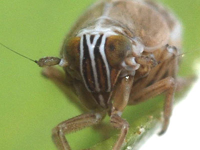 Hyledelphax elegantulus