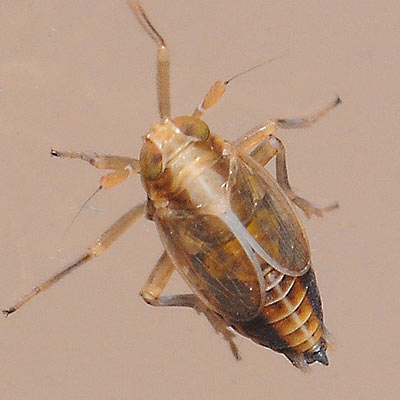 Muellerianella brevipennis