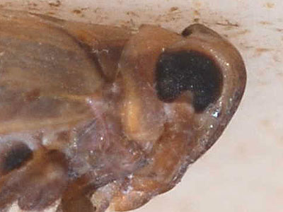 Muellerianella brevipennis