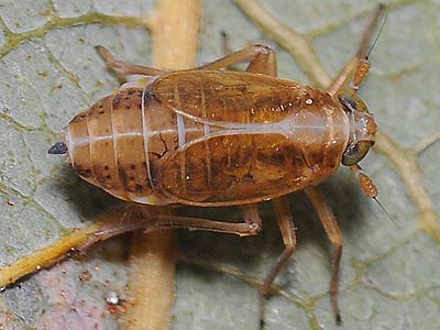 Muellerianella brevipennis