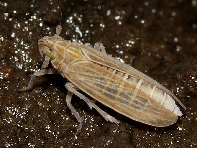 Prokelisia marginata