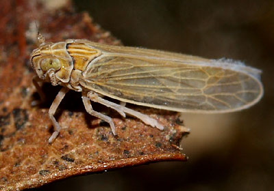 Prokelisia marginata