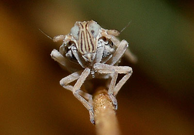 Prokelisia marginata