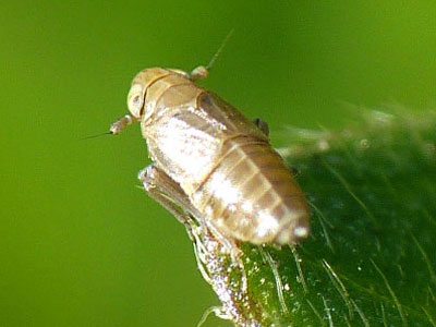 Scottianella dalei female