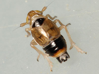 Scottianella dalei male